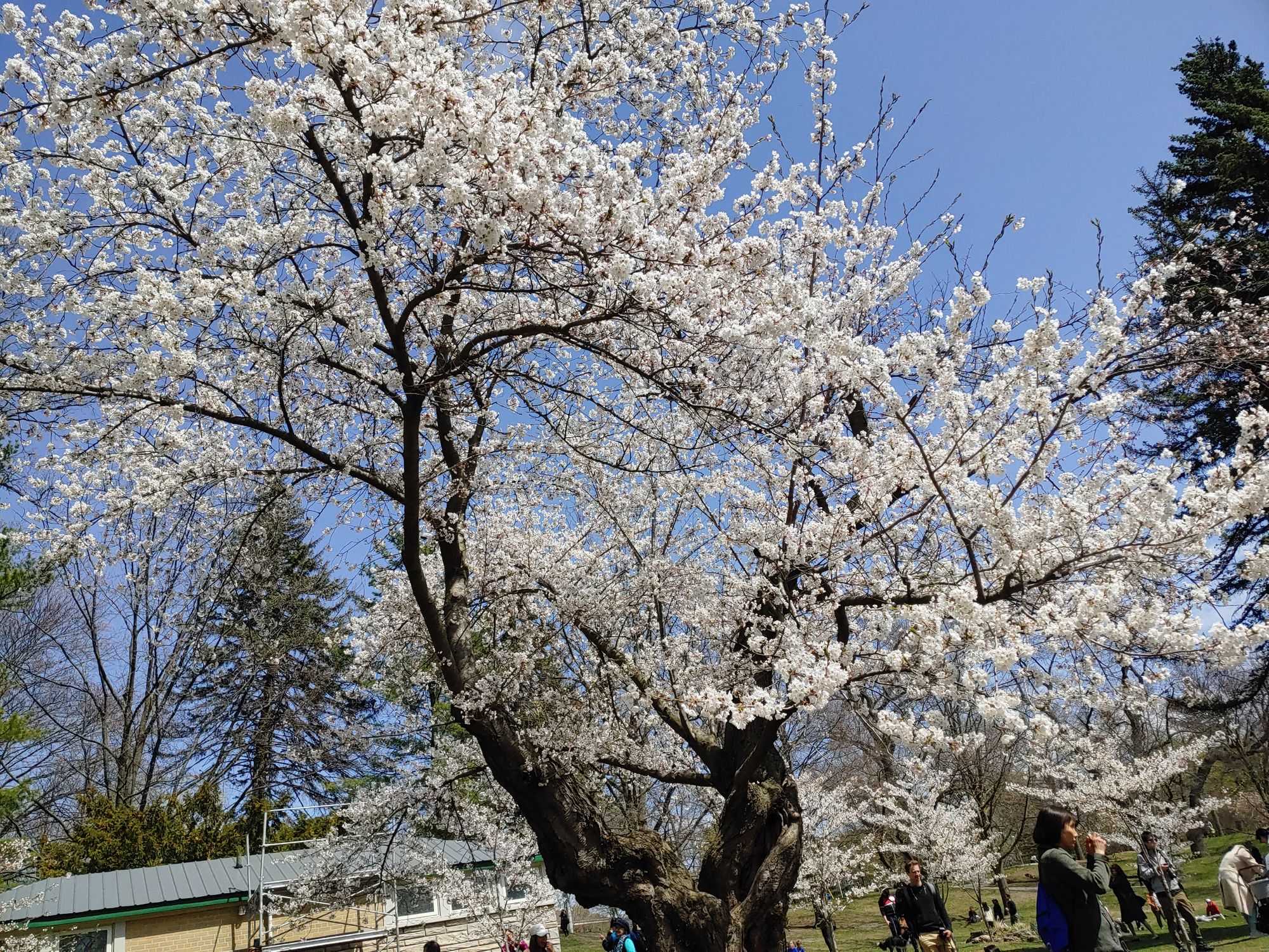 High Park Cherry Blossoms 2023