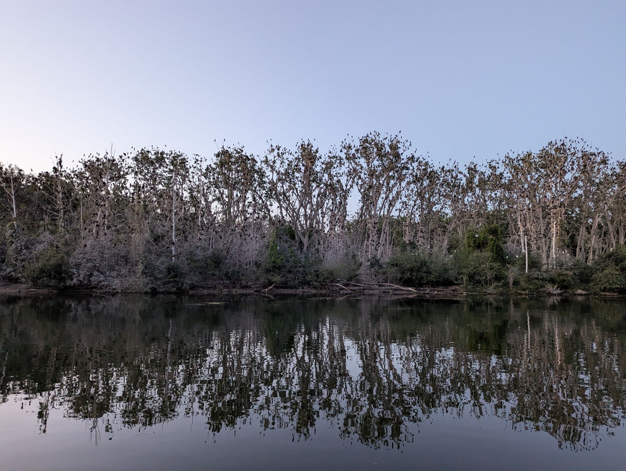 We Need To Talk About the Cormorants