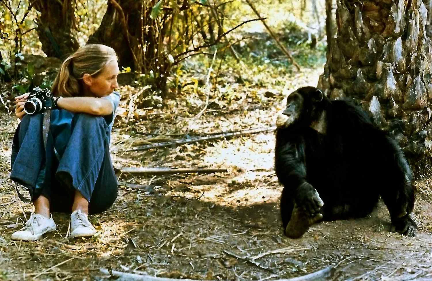 Jane Goodall, Dead at 91