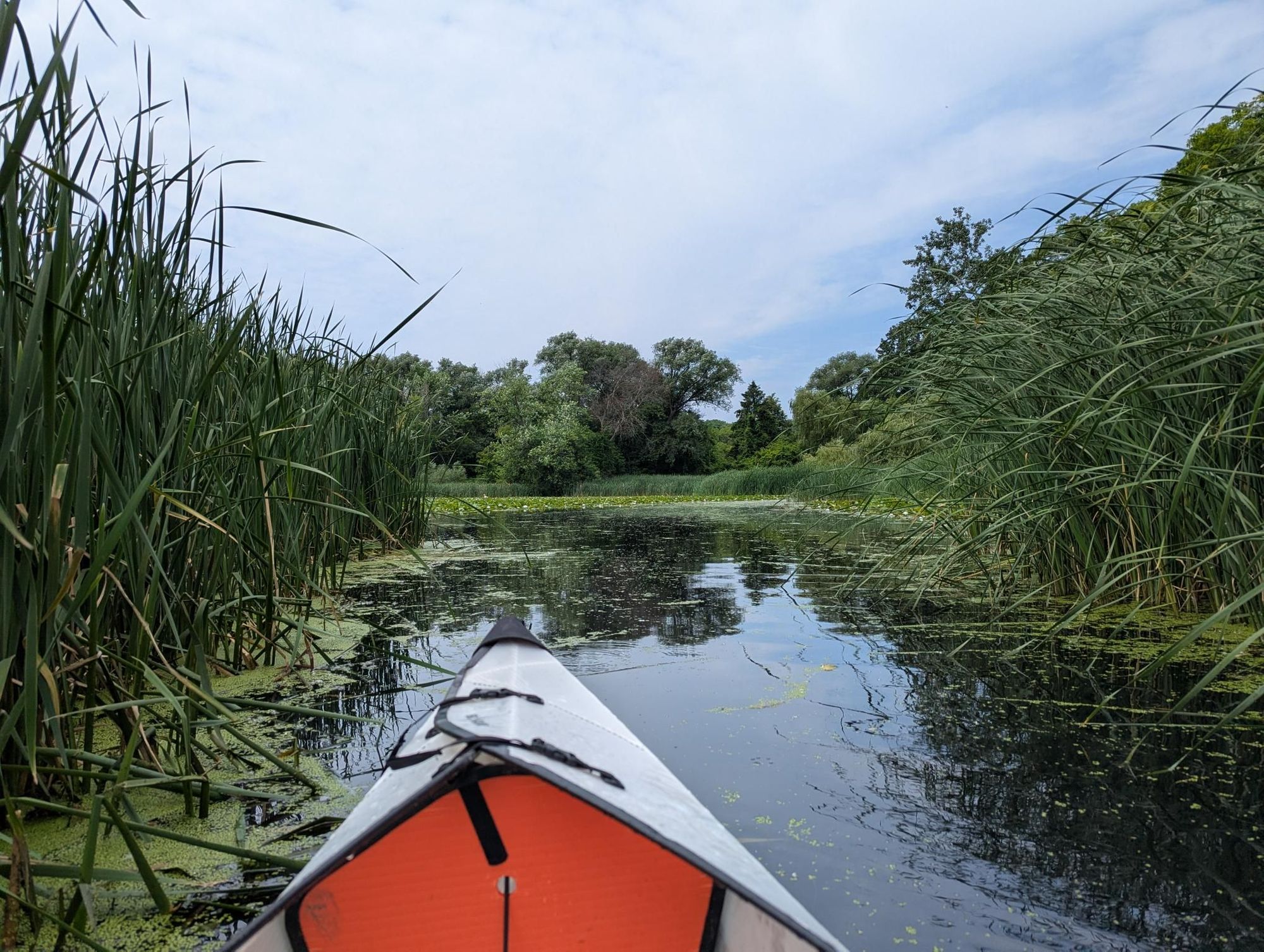 Humber River Wildlife MIA
